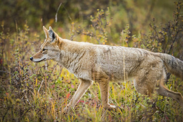 Naklejka na ściany i meble Coyote (Canis Latrans)