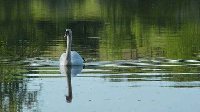 Schwan im See
