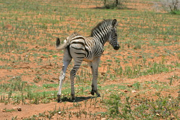 Fototapeta premium Jeune zèbre, Afrique