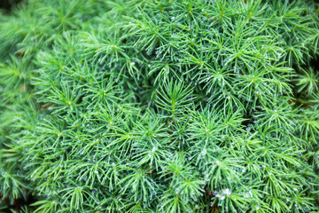 Evergreen juniper branches