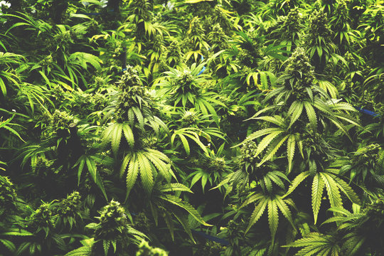 Background Texture of Marijuana Plants at Indoor Cannabis Farm with Flat Vintage Style