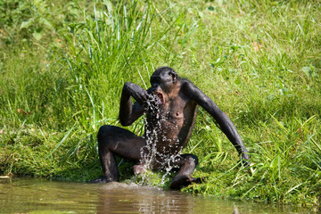 Bonobo drinking water from the lake. Democratic Republic of Congo. Lola Ya BONOBO  National Park. An excellent illustration.