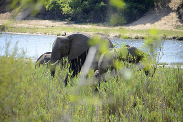 Obraz na płótnie Canvas Elephants, Kruger National Park, South Africa