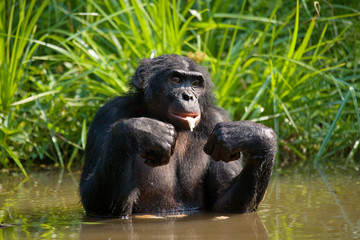 Bonobo is waist-deep in the water and trying to get food. Democratic Republic of Congo. Lola Ya BONOBO National Park. An excellent illustration.