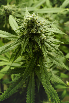 Close Up of Tall Marijuana Bud Growing on Indoor Cannabis Plant