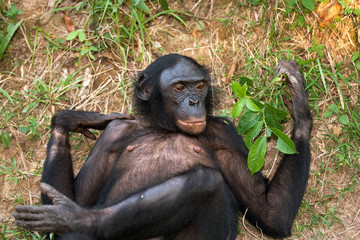 Bonobos lying on the ground. Democratic Republic of Congo. Lola Ya BONOBO  National Park. An excellent illustration.