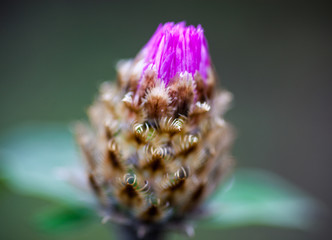 Close up of the whitewash cornflower bud