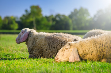 Obraz premium Two sheep laying on the green grass