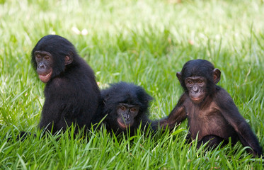 Fototapeta premium Group of Bonobos. Democratic Republic of Congo. Lola Ya BONOBO National Park. An excellent illustration.