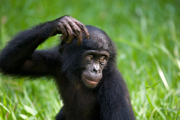 Portrait of a baby bonobo. Democratic Republic of Congo. Lola Ya BONOBO National Park. An excellent...