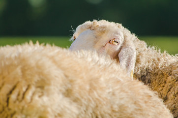 Sheep peeking from behind