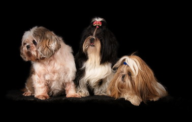 Shih-tzu déguisé en père Noël