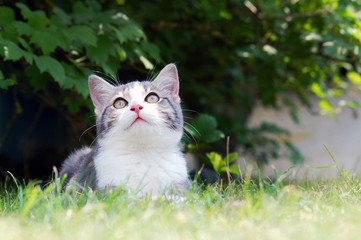 Naklejka na ściany i meble Cat resting in the garden grass
