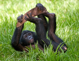 Baby of Bonobo lying on the grass. Democratic Republic of Congo. Lola Ya BONOBO National Park. An excellent illustration.