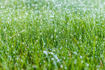 Grass stalks dressed in shiny dew drops