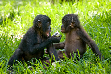 Two baby Bonobo sitting on the grass. Democratic Republic of Congo. Lola Ya BONOBO National Park....