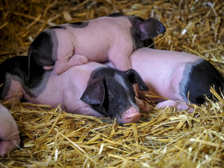 Little piglets resting