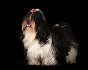 Shih-Tzu en studio sur fond noir