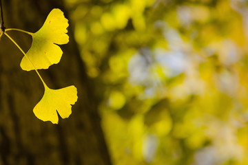 Yellow Ginko Biloba leaves with blurry tree in the background