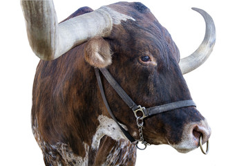Isolated texas longhorn head and horns