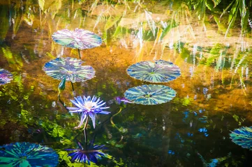 Light filtering roller blinds Waterlillies Water Lilies  1