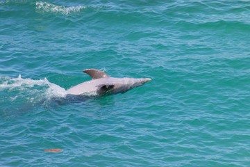 Dolphin/Swimming