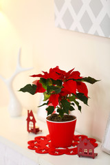 Christmas flower poinsettia and decorations on shelf, on light background