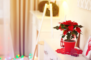 Christmas flower poinsettia on holiday interior