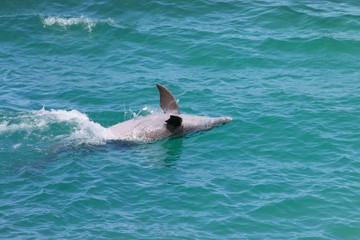 Naklejka premium Dolphin/Swimming