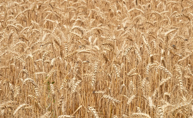 Wheat field
