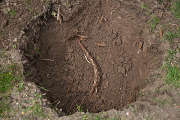 Root in the hole