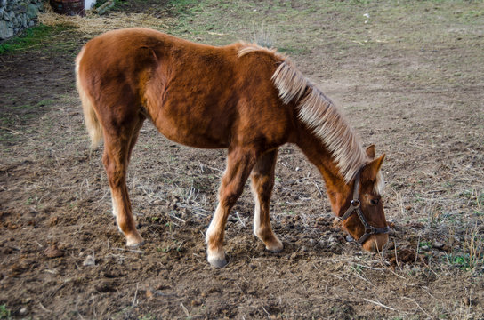 POTRA MARRON Y PELO RUBIO