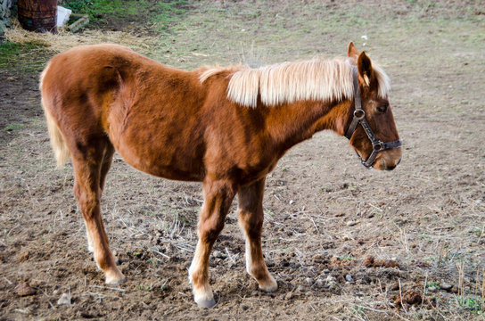 POTRA MARRON Y PELO RUBIO