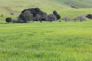 Winter Greens in California