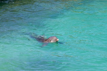 Obraz premium Dolphin/Swimming