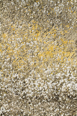 yellow moss on the wall background