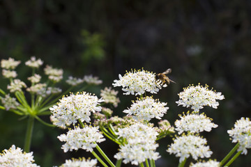 bee collecting pollen on a white flowers