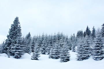 Winter landscape with trees covered with snow and hoarfrost