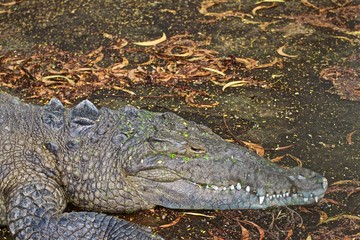American/ Alligator