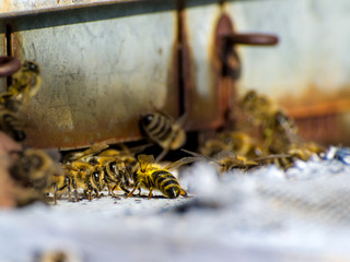 Bienen im Gespräch