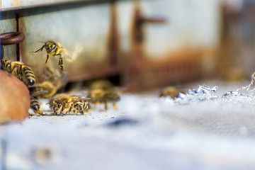 Bienen