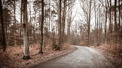 country road in the forest on misty day