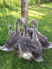 six young gray geese