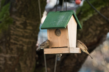 Vogel bei Vogelhaus
