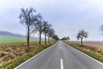 Fototapeta premium leaveless trees in winter inrural area