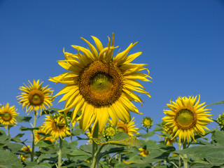 Sunflowers field