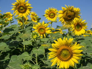 Obraz premium Sunflowers field