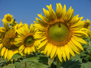 Fototapeta premium Sunflowers