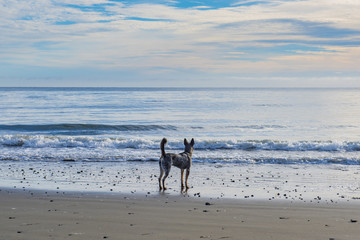 Puppy on the beach