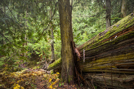 Fototapeta Old Growth Forest